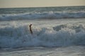 Funny moment: the surfer fell from the board into the waves Royalty Free Stock Photo