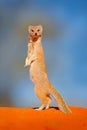 Funny Mongoose in red sand, Kgalagadi, Botswana, Africa. Yellow Mongoose, Cynictis penicillata, sit up on its hind legs. Wildlife