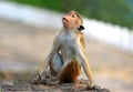 Funny monkey