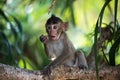 Funny monkey baby on tree