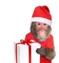 Funny monkey with christmas gift