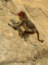 A funny monkey climbing on the rock hill. Royalty Free Stock Photo