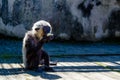 A funny monkey eats a banana. Royalty Free Stock Photo