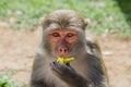 A funny monkey eats a banana. Royalty Free Stock Photo