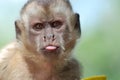 Funny monkey Royalty Free Stock Photo