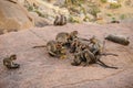 Funny monkey family in ancient Hampi ruins