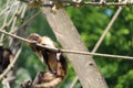 Funny monkey hanging on the rope in the zooo