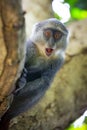 Funny monkey look from tree brunch Royalty Free Stock Photo