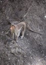 Funny monkey to jump on the rock