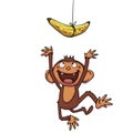 Funny Monkey trying to cath banana Royalty Free Stock Photo