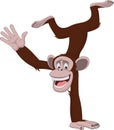 Funny monkey