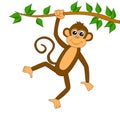 Funny monkey on white background Royalty Free Stock Photo