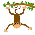 Funny monkey on white background Royalty Free Stock Photo