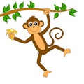 Funny monkey on white background Royalty Free Stock Photo