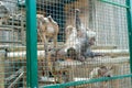 Funny monkeys ask food from visitors to the zoo through an iron cage.