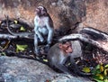 Funny monkeys in the fort of tirumayam Royalty Free Stock Photo