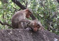 Funny monkeys with love on the rock Royalty Free Stock Photo