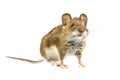 Funny mouse isolated on white background Royalty Free Stock Photo