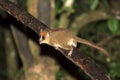 Funny mouse lemur