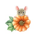 Funny mouse with pumpkin. Watercolor illustration. Thanksgiving decorative rustic elemenet. Cute little mouse peeking