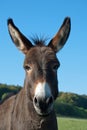 Funny mule