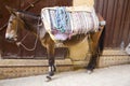 A funny mule is carrying some stuff in a bazaar of Fez