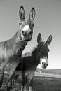 Funny mules