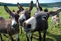 Funny mules