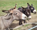 Funny mules Royalty Free Stock Photo