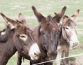 Funny mules Royalty Free Stock Photo