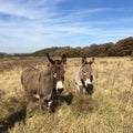 Funny mules in the valley Royalty Free Stock Photo