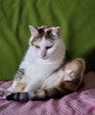 funny multicolor cat sitting at home on the couch