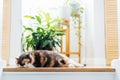 Funny multicolor pleased, well-fed cat lying on the wooden top staircase on the background of green home plants. Fluffy cat in a