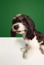 Funny muzzle of adorable, funny dog, purebred Shi-Tzu pet looking at camera isolated on green white studio background Royalty Free Stock Photo