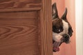 funny muzzle of a Boston Terrier peeking out from behind a door