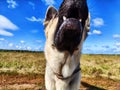 Funny Muzzle of a Dog German Shepherd with teeth in field and blue sky background. Russian eastern European dog veo walk