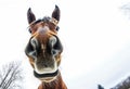 Funny muzzle of a foal close-up. Wide angle portrait Royalty Free Stock Photo