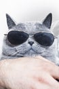 Funny muzzle of gray British cat in sunglasses Royalty Free Stock Photo