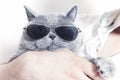 Funny muzzle of gray British cat in sunglasses Royalty Free Stock Photo