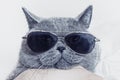 Funny muzzle of gray cat in sunglasses Royalty Free Stock Photo