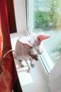 Funny naked cat sitting on window sill