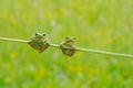 Funny nature. Two European tree frog, Hyla arborea, sitting on grass straw with clear green background. Nice green amphibian in na