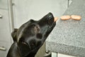 A naughty black dog steals sausages from the table