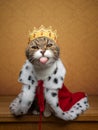 funny naughty cat wearing royal king costume and crown