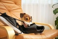 Funny naughty dog playing with shoes at home Royalty Free Stock Photo