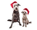 Funny Naughty and Nice Christmas Dogs