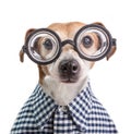 Funny nerd dog portrait in round glasses and checkered shirt. White background Royalty Free Stock Photo