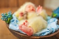 Funny newborn. Spring photograph of a Newborn baby close-up and copy spaceÃÂ²