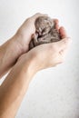 Funny newborn tabby kitten Scottish Fold lies in female hands and sweetly asleep, curled up Royalty Free Stock Photo