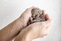 Funny newborn tabby kitten Scottish Fold lies in female hands and sweetly asleep, curled up Royalty Free Stock Photo